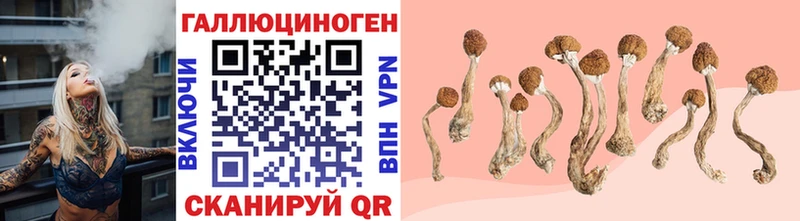 Псилоцибиновые грибы Cubensis  Буй 
